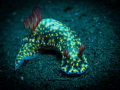   Hypselodoris infucata Drop off Tulamben  